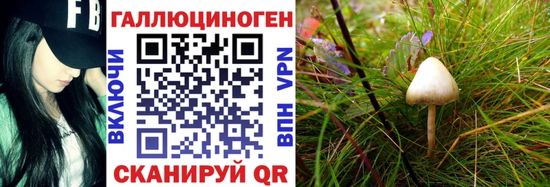 Купить  Бор  Галлюциногенные грибы Cubensis 